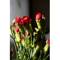 Народні засоби від комарів та мошок