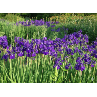 Ірис сибірський, посадка і догляд