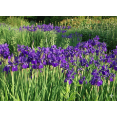 Ірис сибірський, посадка і догляд Ірис сибірський, посадка і догляд